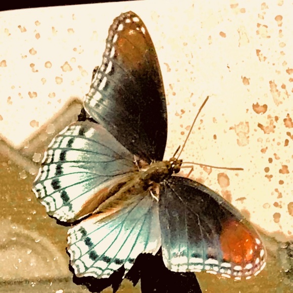 Meet your Posher, Jana Cherie - Picture 4 of 8